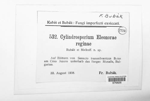 Cylindrosporium eleonorae-reginae image